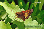 Hobomok Skipper (Poanes hobomok)